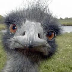 RvZtwit's profile picture. 