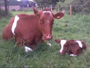 hayholsteins's profile picture. Small Holstein Herd, familys include Atlee, Brilliance Red, Fools Gold, Sara & Zandra.