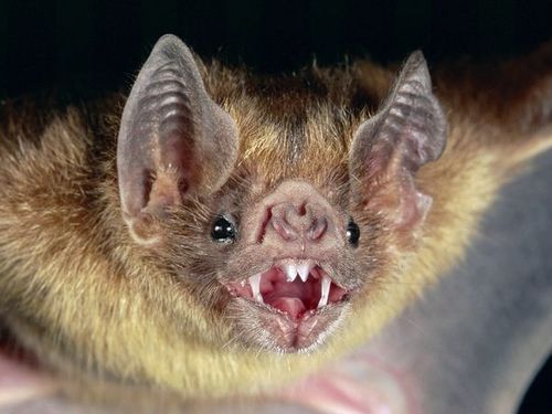 I am a bat.