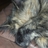 jazzsterling's profile image