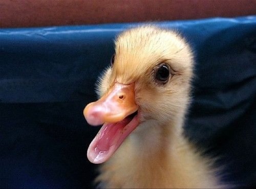 Ducks are beautiful and amazing ☀