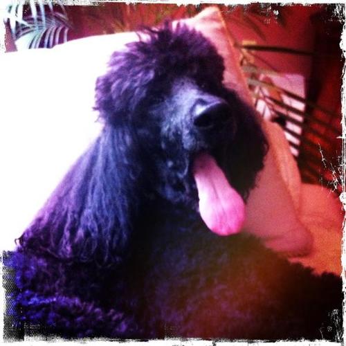 VegasThePoodle's profile picture. 14 Year old black standard poodle. Hypoallergenic. Runs the house. Runs the business. Chases & retrieves tennis balls 24/7. Doesn't shed.