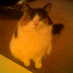Alisa Austin (@alisaandcat) Twitter profile photo Alisa Austin (@alisaandcat) Twitter profile photo
