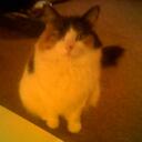 Alisa Austin - @Alisaandcat - Twitter