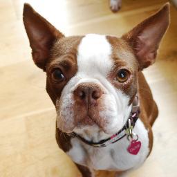 Olive! A cute, 4 year old brown Boston Terrier rescue. Little sister to @baxtertheboston (2003-2012). Trying to be a smart independent girl.