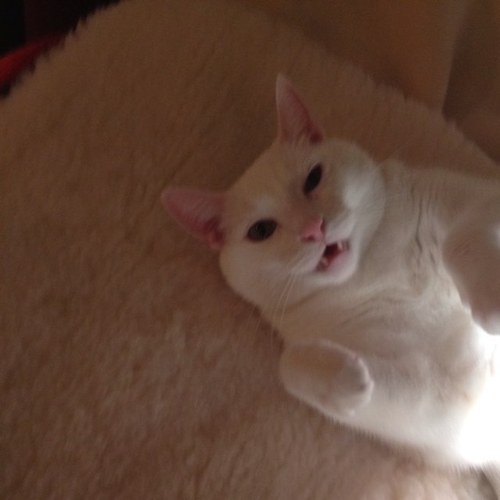 catsandtats's profile picture. 