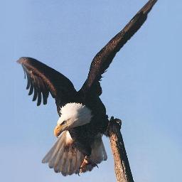 High Dreams to fly in Air...  EAGLE