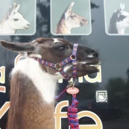 llamakarmakafe's profile picture. Great food, fantastic place, real llama's in penrith cumbria. llama trekking on site and bed and breakfast and holiday accommodation. Animal tours available.