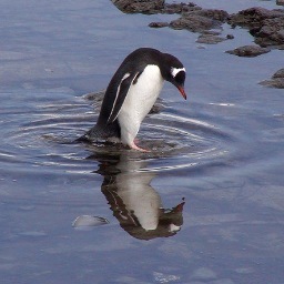 I Can't Fly... #FowlBay @TheWestNest