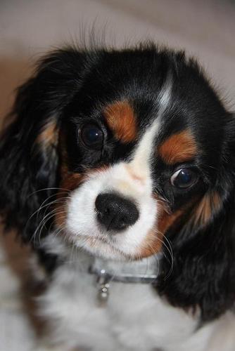 Cavalier de l'apocalypse. J'en ai marre qu'on me traite comme un chien :)