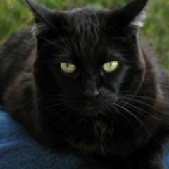 coasterbeing's profile picture. Astronomy, Illustration, Photography, DALL•E2, Halloween, Horror, Sci-Fi-Fantasy, Comedy, Quantum Physics, Giants' Baseball, Roller Coasters, Weather, Science.