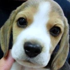 anco100's profile picture. 2012.6.8  ﾋﾞ－ｸﾞﾙ犬  源八郎  溺愛中♡♡♡  
 (´・ω・`)ﾎﾎﾞ毎日日記的ﾌﾞﾛｸﾞ書いてますが ﾁｮｨﾁｮｨつぶやきもします♪