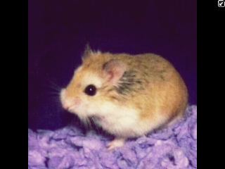 pacjustin's profile picture. idk bro, im a hamster.