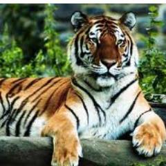 Jim Corbett National Park wold famous for it's flora and fauna. http://t.co/rKVakJlY