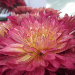 llahham's profile picture. Muslim first. Idealist&Perfectionist. Leaving a legacy is what prophet Muhammad taught us best so working to do so as well! #Nutrition #Family #ProudHijabi