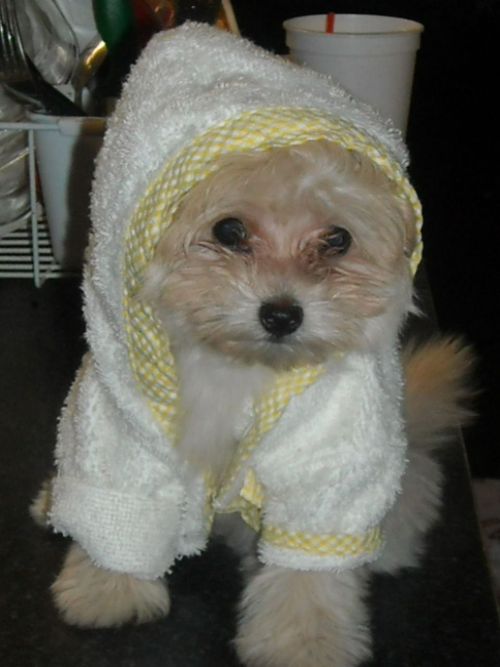 oHIoShorebird's profile picture. 