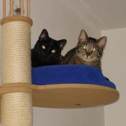 ABsCats's profile picture. about our-self in fewer than 161 characters ... impossible!