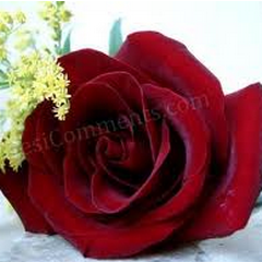 jyshrnarayanan's profile picture. 