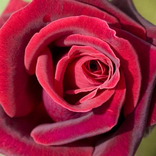 Nasim_Alghamdi Profile Picture