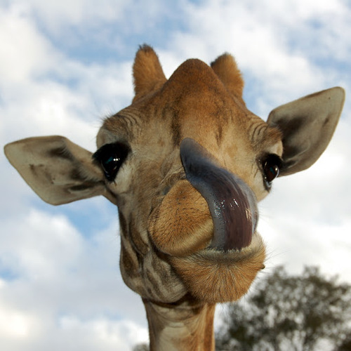 RochGrabowski's profile picture. 