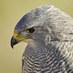 The Grayhawk Agency (@grayhawkagency) Twitter profile photo The Grayhawk Agency (@grayhawkagency) Twitter profile photo