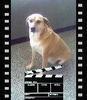 Amigos de los animales apoyo, difusion y colaboracio para todos los peludos .aqui conviven mascotas y humanos .