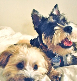 Coindozerr's profile picture. 