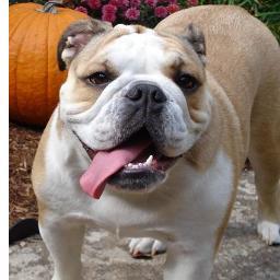 I am brockie, i am a dog, a bull dog
