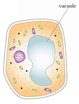 TheVacuole2012's profile picture. We are part of Mrs. Giegler's 5th period honors bio clas. We represent vacuole. Vote us!