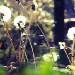 miisyou3's profile picture. 