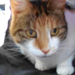 Cancer survivor, mum to Letty and Panda the cats, happily married, knitter, newbie MTB rider