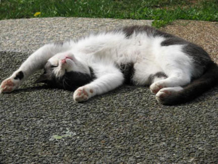 BadCatLoco's profile picture. Ikebana, opera, ballet, music, cat lover and serial entrepreneur