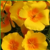 Profile Picture of Guy Chamberland (@ProHerbFormulas) on Twitter