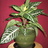 Aphelandra's profile image