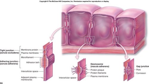 Cell_Junctions's profile picture. We are the Intercellular Junctions! We are the passage way between cells! Vote for us!