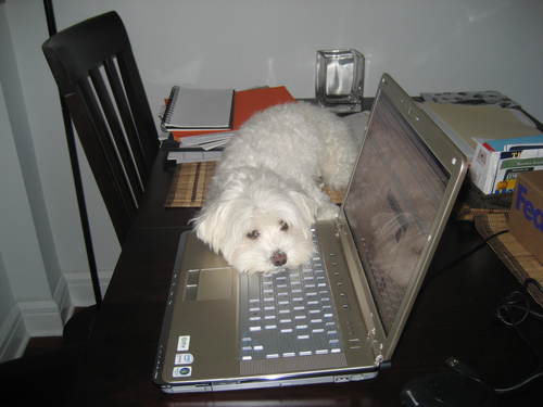 helencho715's profile picture. 