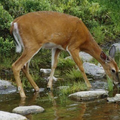 Ps 42:1 As a deer pants for flowing streams, so pants my soul for you, O God.