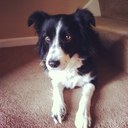 Daisy Socks - @DaisySocks - Twitter