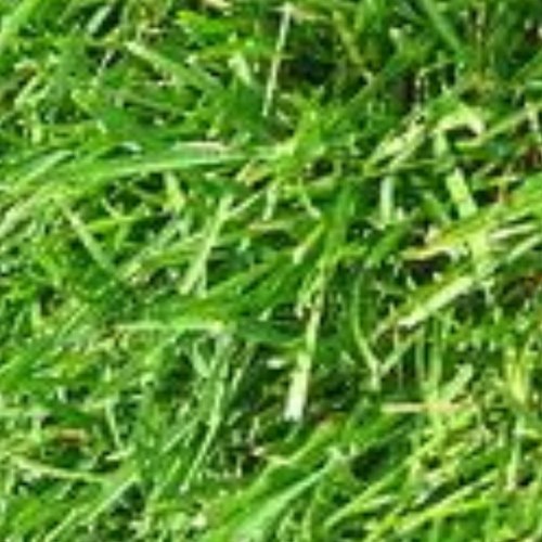 Where WHS comes for their daily early morning reports of this thing we call ground plus Moyseys report