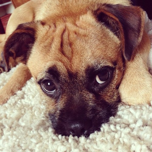 Hello :) i am Otis, i was born on 5th November 2011. I am a pug cross jack russell aka a jug! I am super naughty!