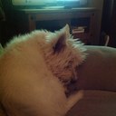 hilary roy - @hilarykirk5 - Twitter