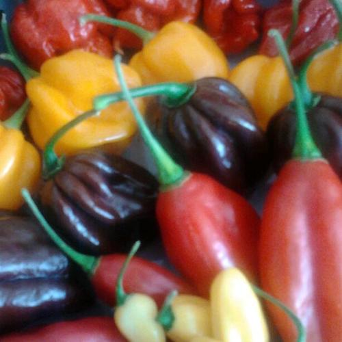 Novice chilli grower. Keen fan of the human race as viewed from above.