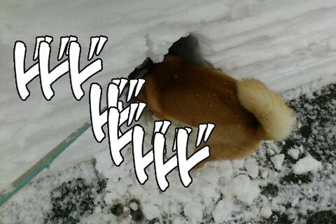 tata_506's profile picture. 大体いぬっこの下僕です。年々可愛くなるのなんでだろう。柴犬とあさまっくが好き。いぬっこは24年3月1日に旅立ちました。寂しい。成人済