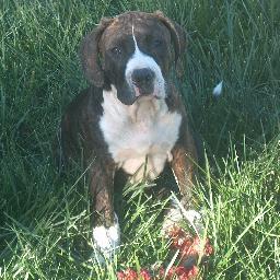 DebsFriends's profile picture. Constitutionalist, strong supporter of military and their families, registered independent, love dogs -----
I block trolls.