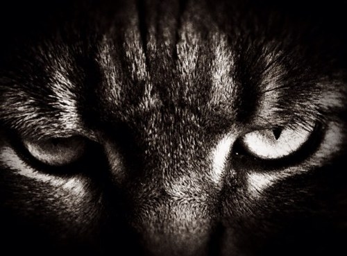 AttackMode's profile picture. 