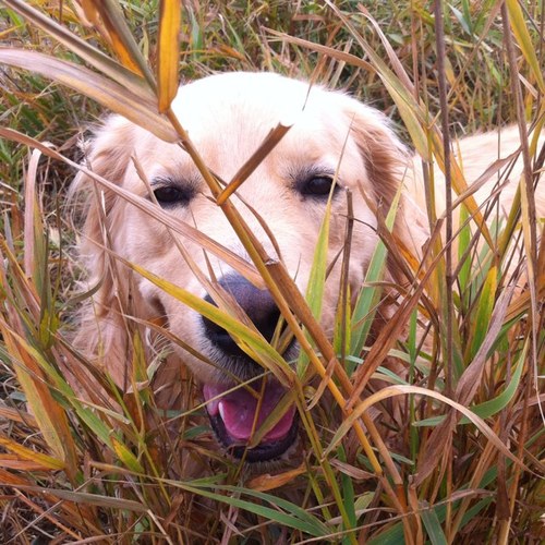 gatortv's profile picture. 