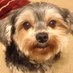 Scoobysnak (@bratwurst80) Twitter profile photo Scoobysnak (@bratwurst80) Twitter profile photo