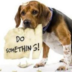 1step1dog's profile picture. 