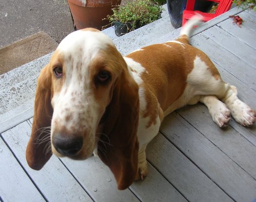 Yiddy, yivi, yici - I plan, I forecast, I own a cute dog.