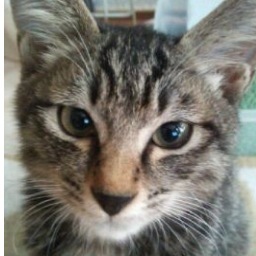 細々と野良猫の里親探しをしてます。飼／保護猫と〜10匹と生活しております。
無言フォロー失礼します。
保護🐱のもろもろのAmazonのほしいものリストつくりました。よろしくお願いします